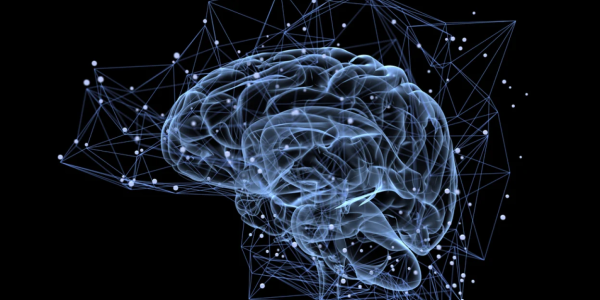 Clarity in Neuroscience: Dr. Philip Sobash's Evolutionary Insights