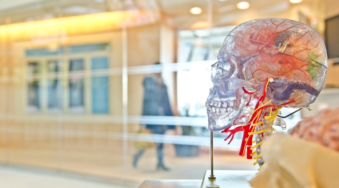 Clear anatomical model of a human skull with visible nerves and blood vessels