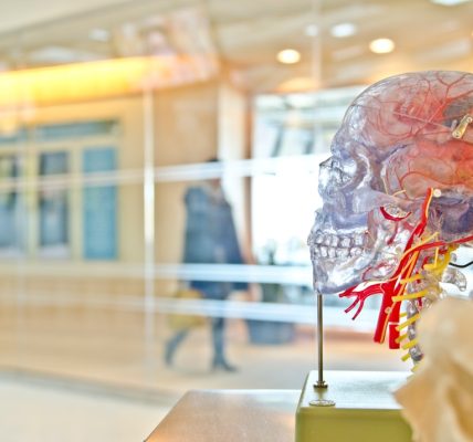 Clear anatomical model of a human skull with visible nerves and blood vessels