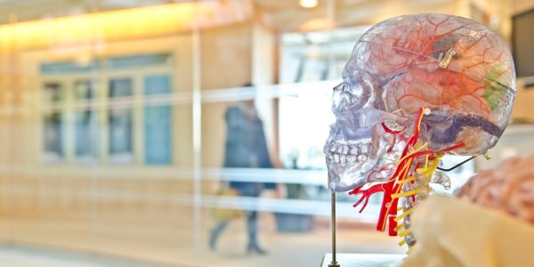Clear anatomical model of a human skull with visible nerves and blood vessels