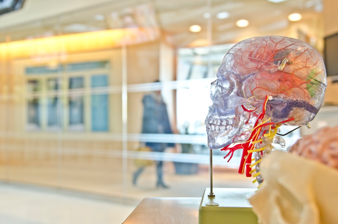 Clear anatomical model of a human skull with visible nerves and blood vessels